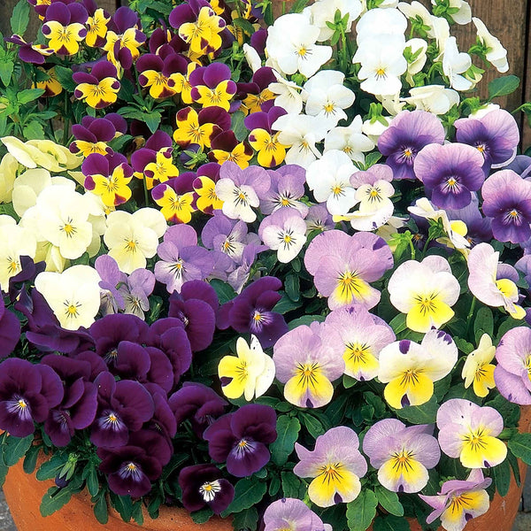 Viola Seeds 'Spring Sherbets'