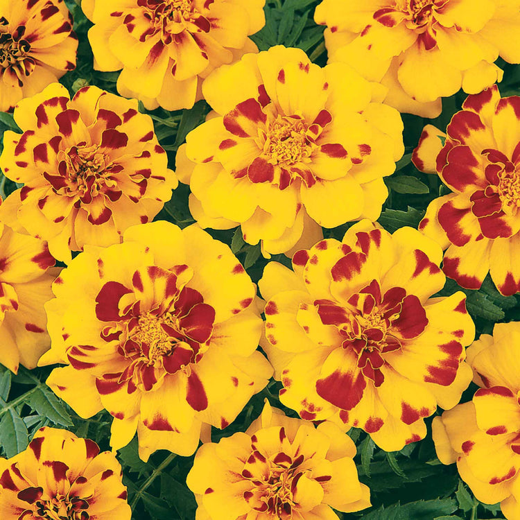 Marigold Seeds 'French Durango Bolero'