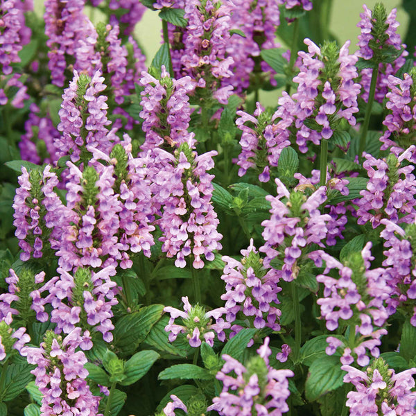 Nepeta Seeds 'Pink Cat'