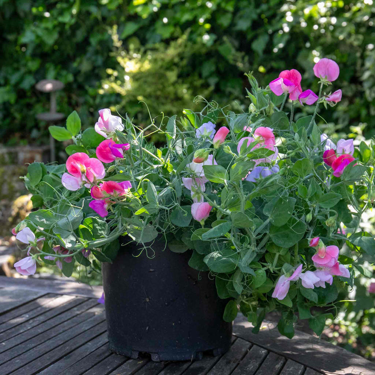 Sweet Pea Seeds 'Cupid Mix'