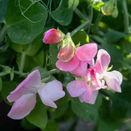 Sweet Pea Plant 'Cupid Mix'