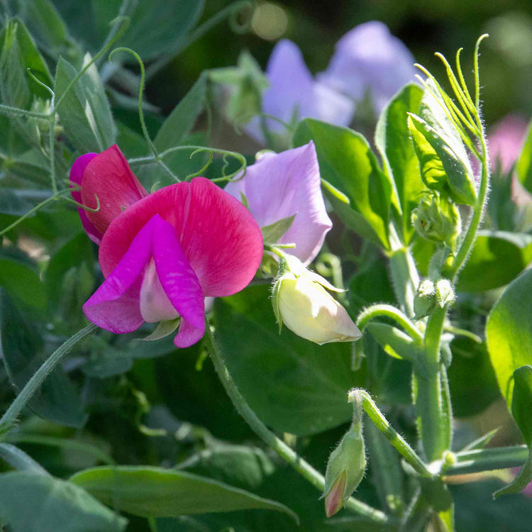 Sweet Pea Plant 'Cupid Mix'