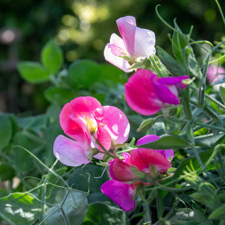 Sweet Pea Plant 'Cupid Mix'