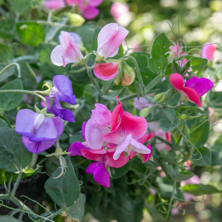 Sweet Pea Seeds 'Cupid Mix'