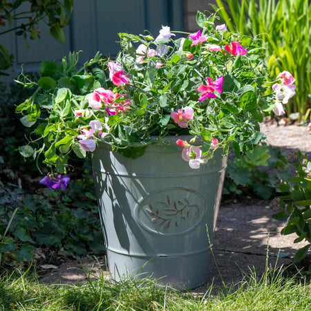 Sweet Pea Seeds 'Cupid Mix'