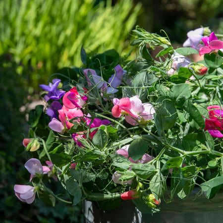 Sweet Pea Plant 'Cupid Mix'