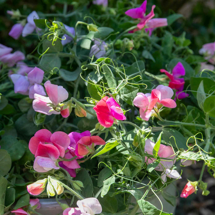 Sweet Pea Plant 'Cupid Mix'