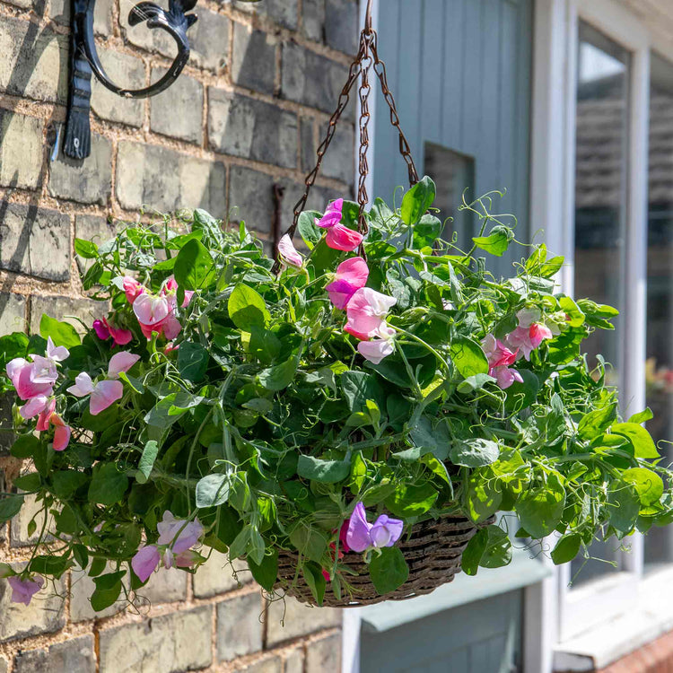 Sweet Pea Plant 'Cupid Mix'