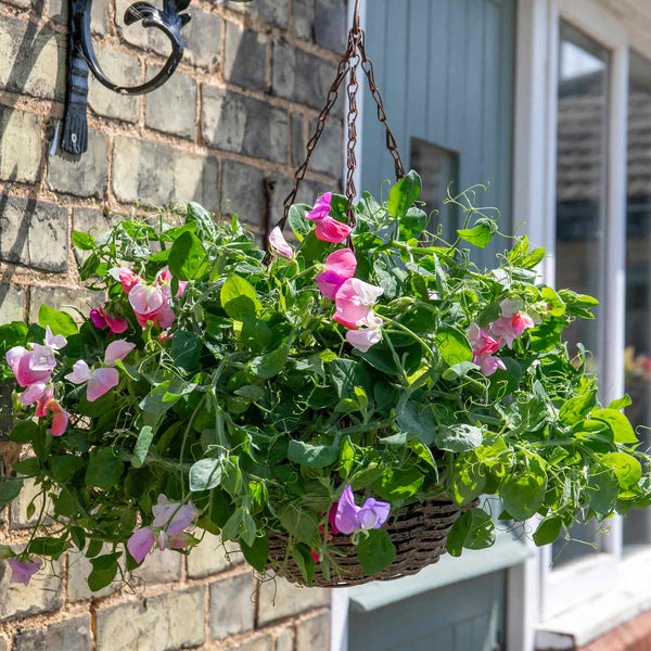Sweet Pea Plant 'Cupid Mix'
