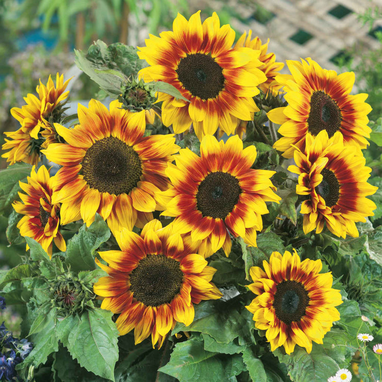 Sunflower Seeds 'Firecracker'