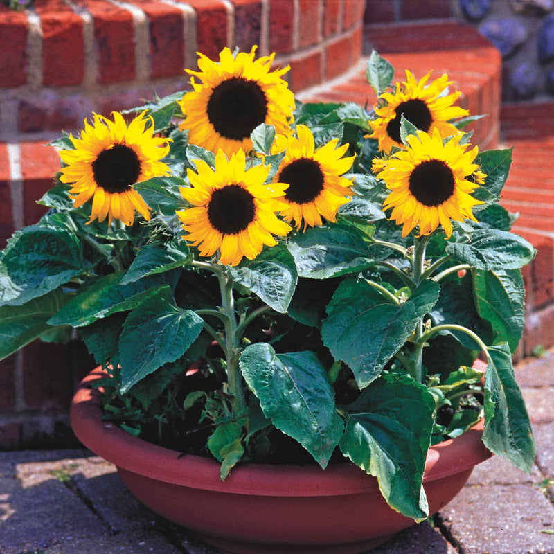 Sunflower Seeds 'Junior'