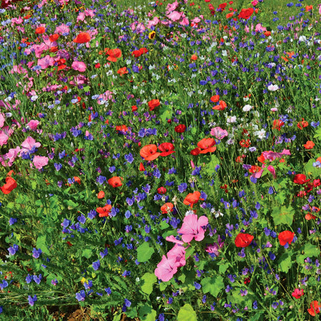 Unwins Pollinator Flower Seed Collection – 5 Varieties