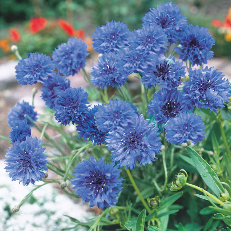 Unwins Autumn Flower Seed Collection – 5 Varieties