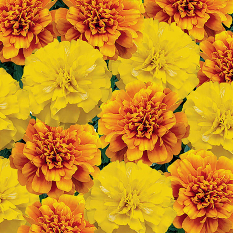 Marigold Seeds 'French Citrus Mix'
