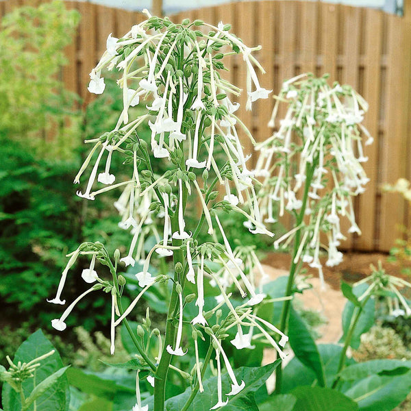 Nicotiana Seeds 'Sylvestris Only the Lonely'