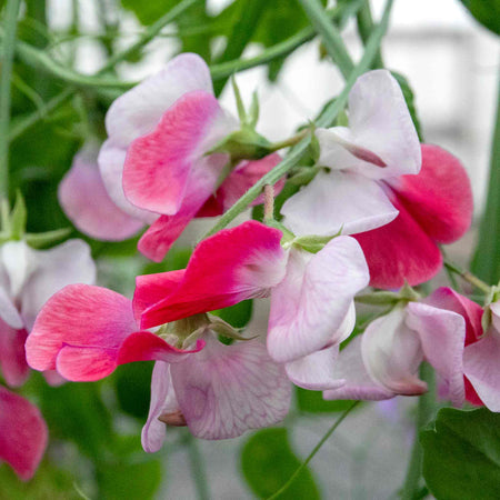 Sweet Pea Seeds 'Little Red Riding Hood'