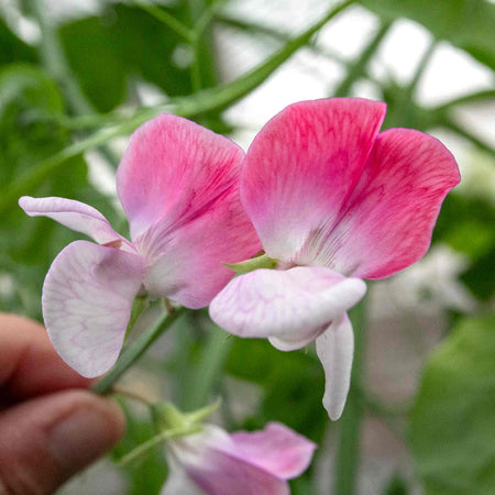 Sweet Pea Seeds 'Little Red Riding Hood'