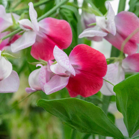 Sweet Pea Seeds 'Little Red Riding Hood'