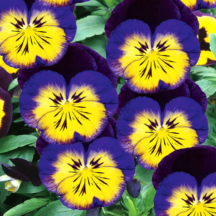 Viola Seeds 'Carneval Midnight Glow F1'