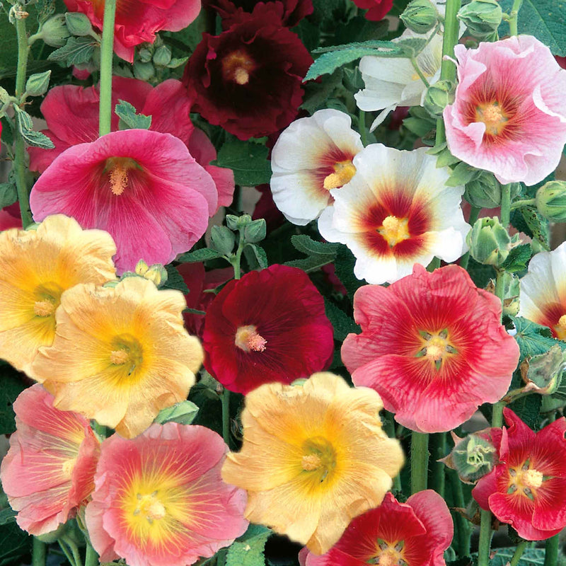 Hollyhock Seeds 'Country Dream Mix'