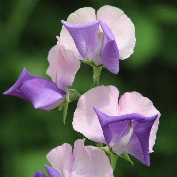 Sweet Pea Seeds 'Erewhon'