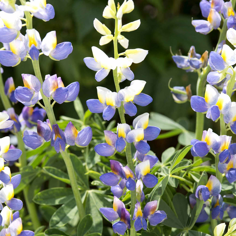 Lupin Seeds 'Blue Javelin'