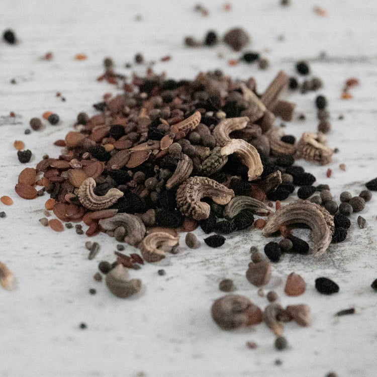 annual plant seeds Annual Flower Seeds 'Dwarf Mix'