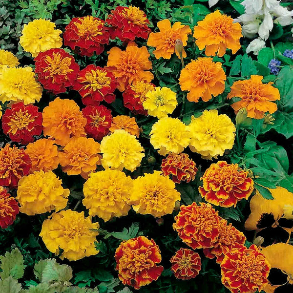 Marigold Seeds 'Marionette'