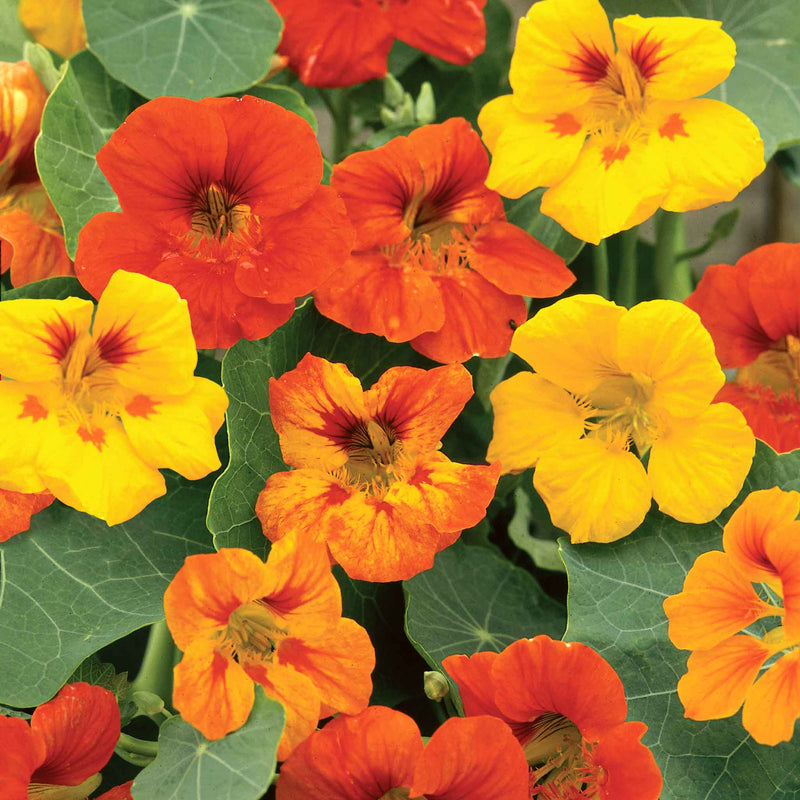 Nasturtium Seeds 'Tall Mixed'