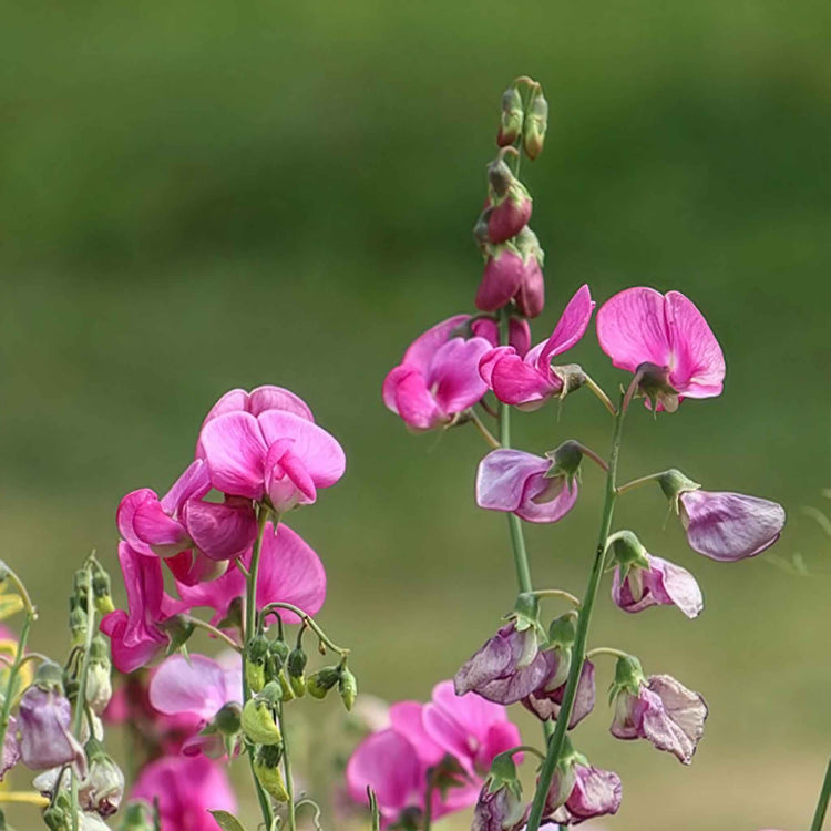 Sweet Pea Seeds 'Everlasting Mix'