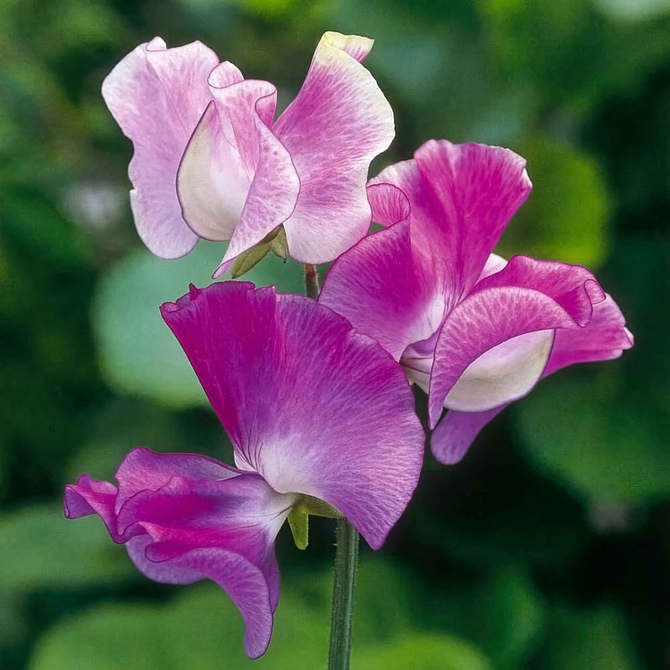Sweet Pea Seeds 'Everlasting Mix'