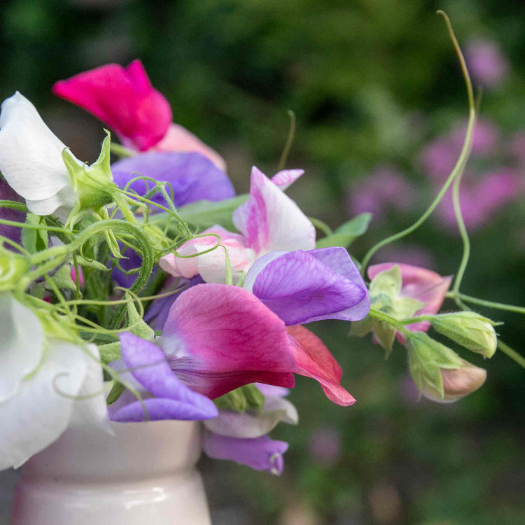 galaxy flower seeds Sweet Pea Seeds 'Galaxy Mix'