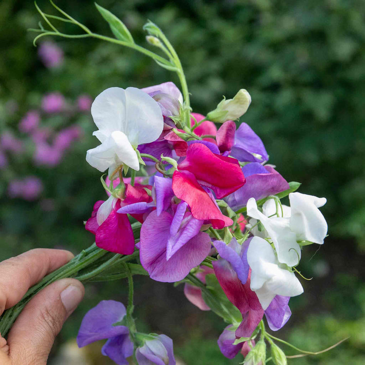 galaxy flower seeds Sweet Pea Seeds 'Galaxy Mix'