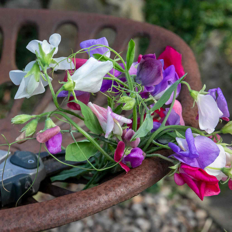 galaxy flower seeds Sweet Pea Seeds 'Galaxy Mix'