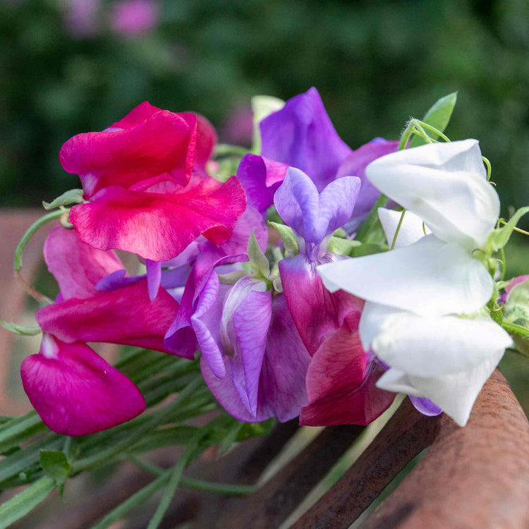 galaxy flower seeds Sweet Pea Seeds 'Galaxy Mix'