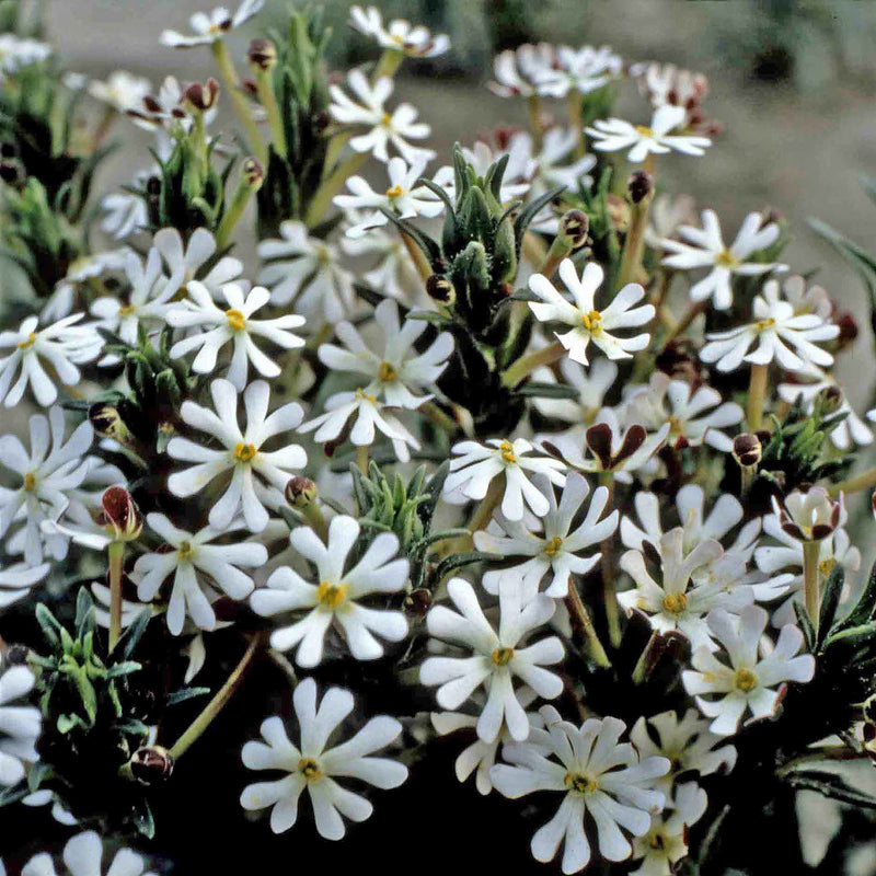 Phlox Seeds 'Midnight Candy'