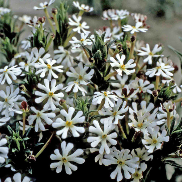 Phlox Seeds 'Midnight Candy'