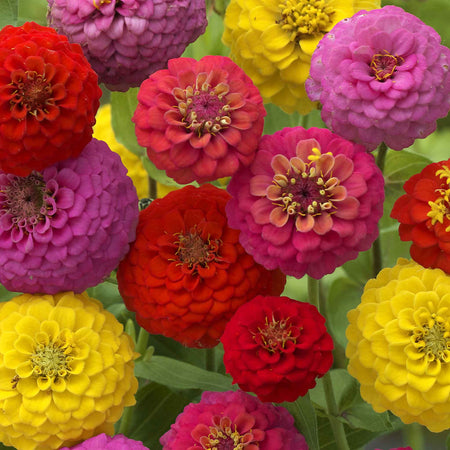 Zinnia Seeds 'Cupid Mix'