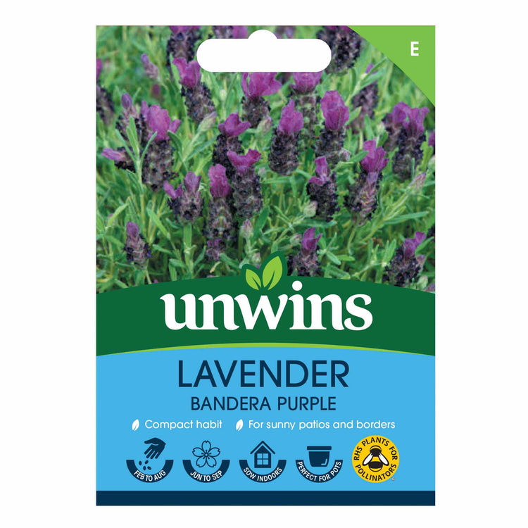 buy french lavender seeds Lavender Seeds 'Bandera Deep Purple'