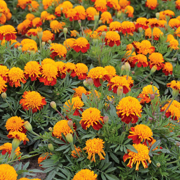 French Marigold Seeds 'Tiger Eyes'