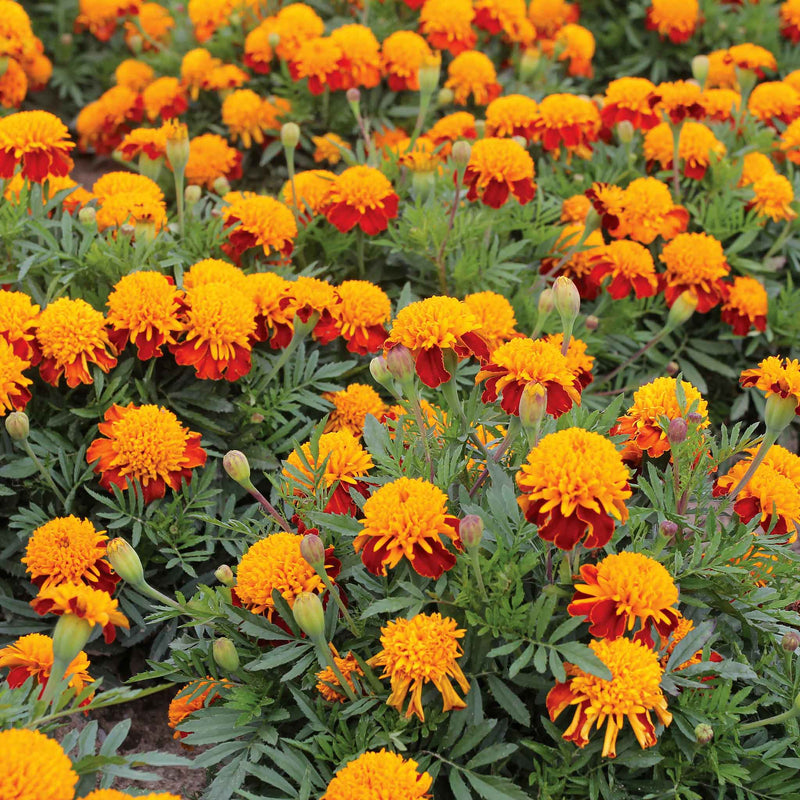 French Marigold Seeds 'Tiger Eyes'