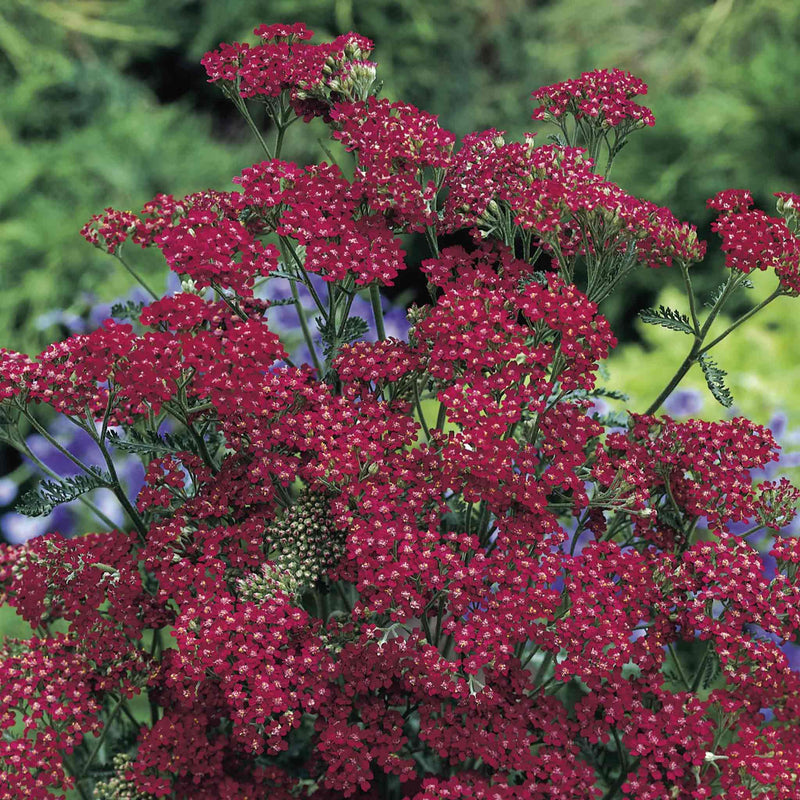 Achillea Seeds 'Cassis'