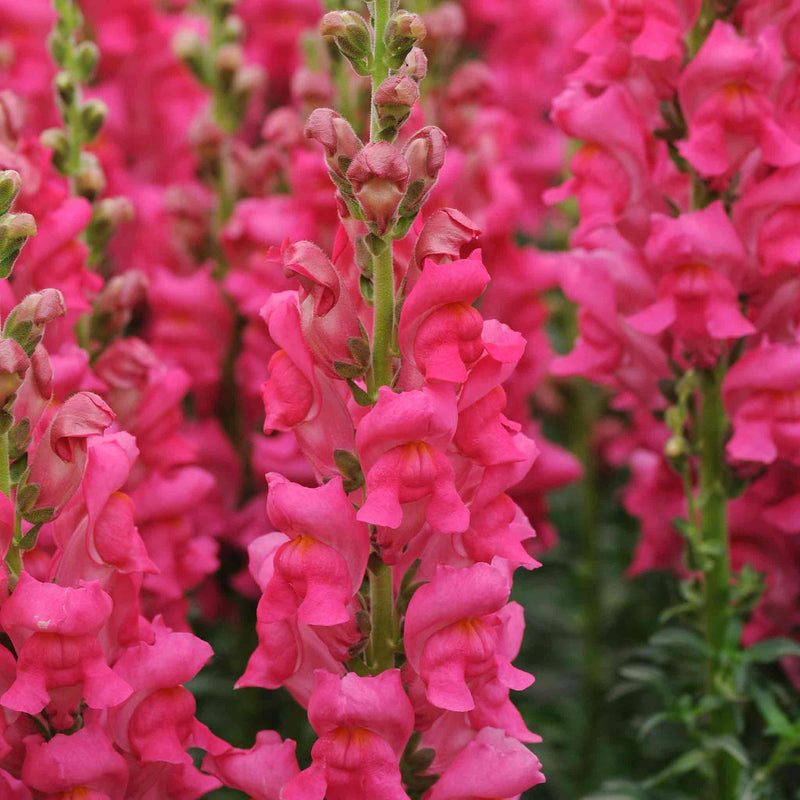 Antirrinum Seeds 'Potomac Cherry Rose'