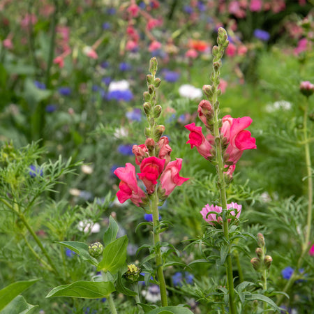 Antirrinum Seeds 'Potomac Cherry Rose'