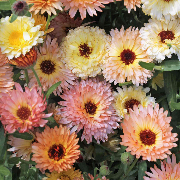 Calendula Seeds 'Cantaloupe'