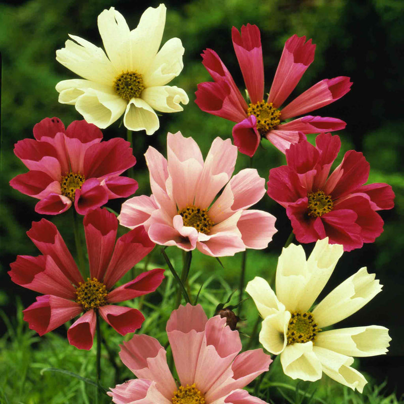 Cosmos Seeds 'Sea Shells Rose'