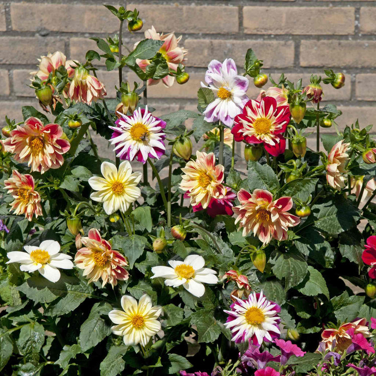 Dahlia Seeds 'Collarette Dandy Mix'