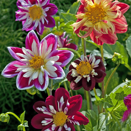 Dahlia Seeds 'Collarette Dandy Mix'