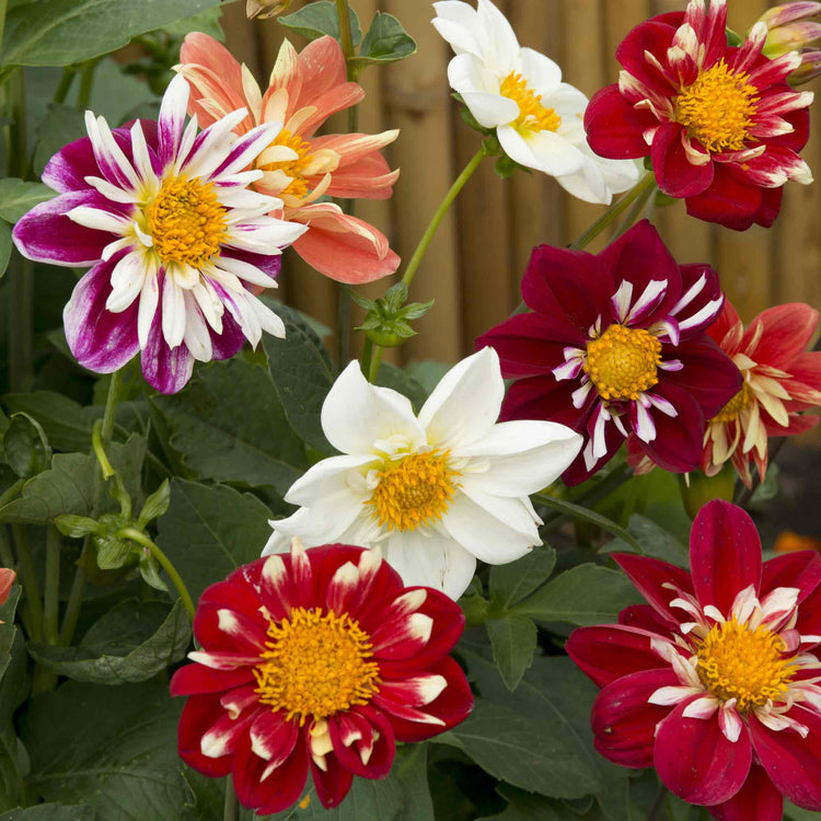 Dahlia Seeds 'Collarette Dandy Mix'