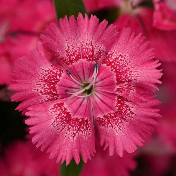 Dianthus Seeds 'True Rose'